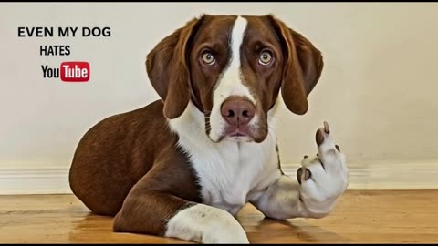 EVEN MY DOG HATES YOUTUBE