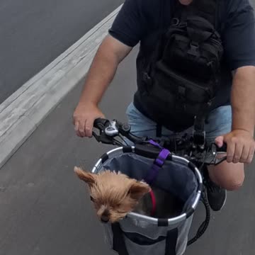 Yorkie Lucy’s Bike Adventure Across Leigh Bridge, Silvertown! #BikeRideAdventure #YorkshireTerrier