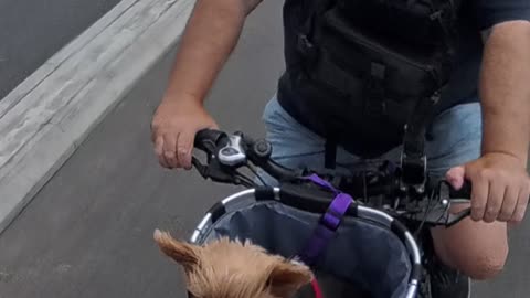 Yorkie Lucy’s Bike Adventure Across Leigh Bridge, Silvertown! #BikeRideAdventure #YorkshireTerrier