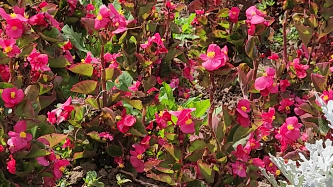 Begonia Regime Fortifications are currently in a state of Contention