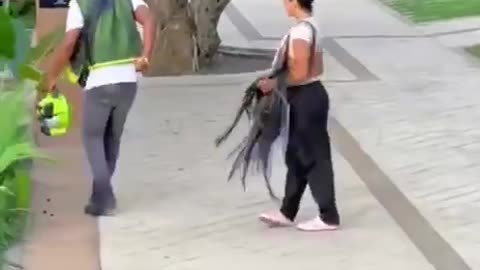 Wig VS Blower