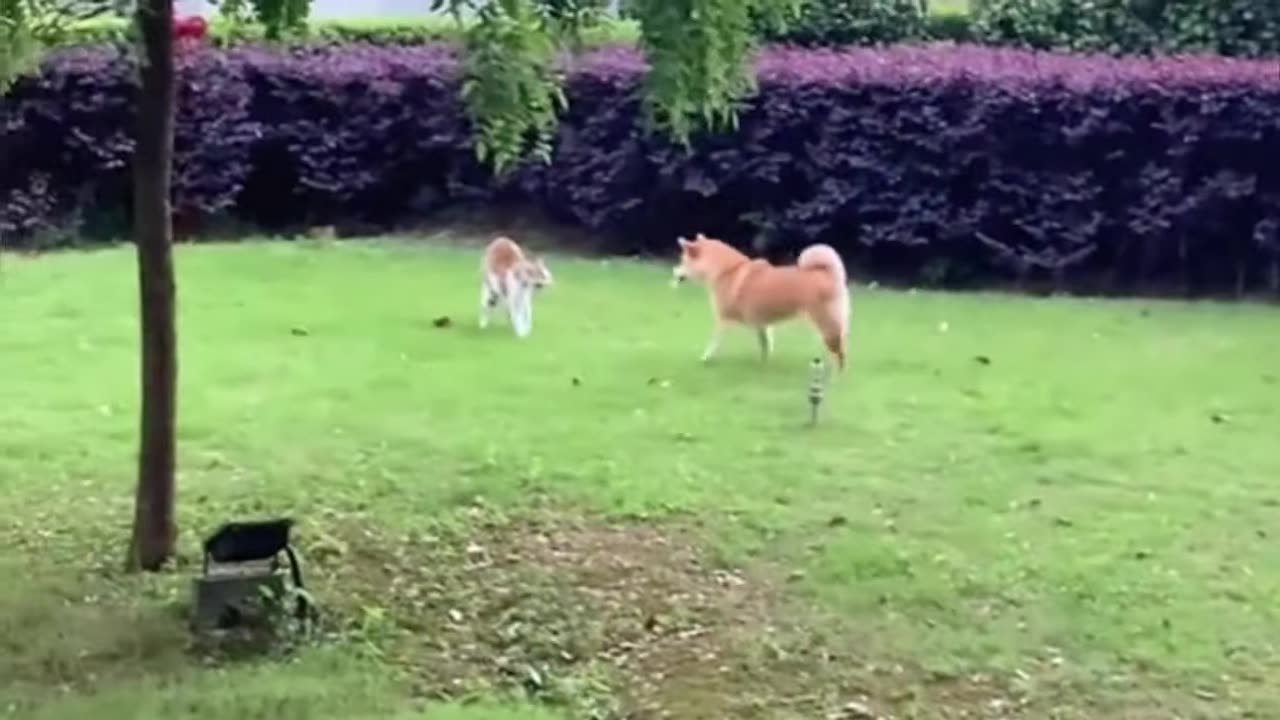 amazing-ninja-vs-kungfu-cats-compilation-best-cat-videos