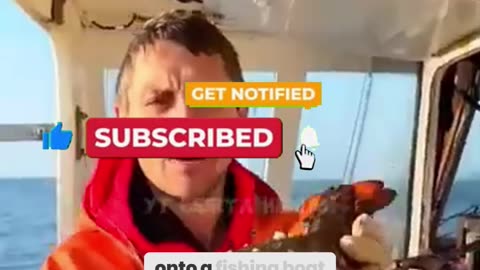 The Touching Moment Fishermen Save a Pregnant Lobster from Dying