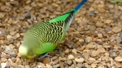 parrots the cute animals in the world