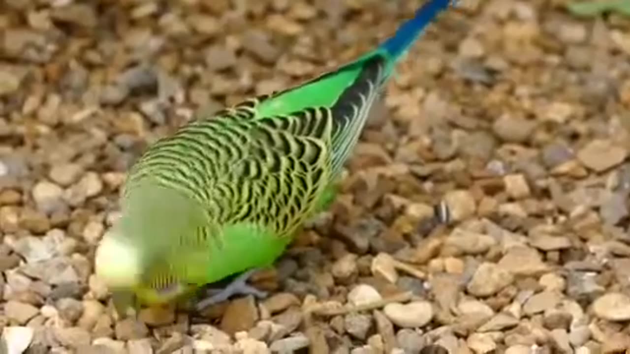 parrots the cute animals in the world