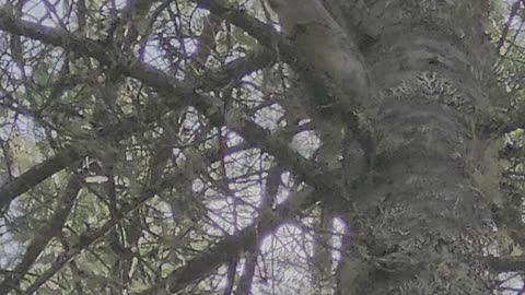 We met Mr super Squirrel , so cute love wild life