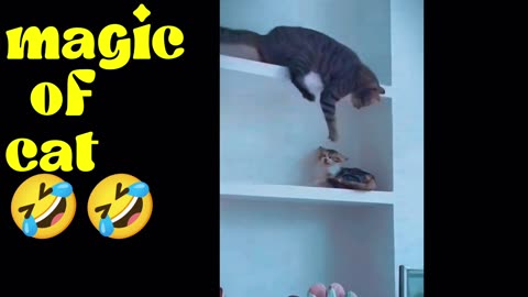 MAGIC OF CATS 😱😱😂😂😂