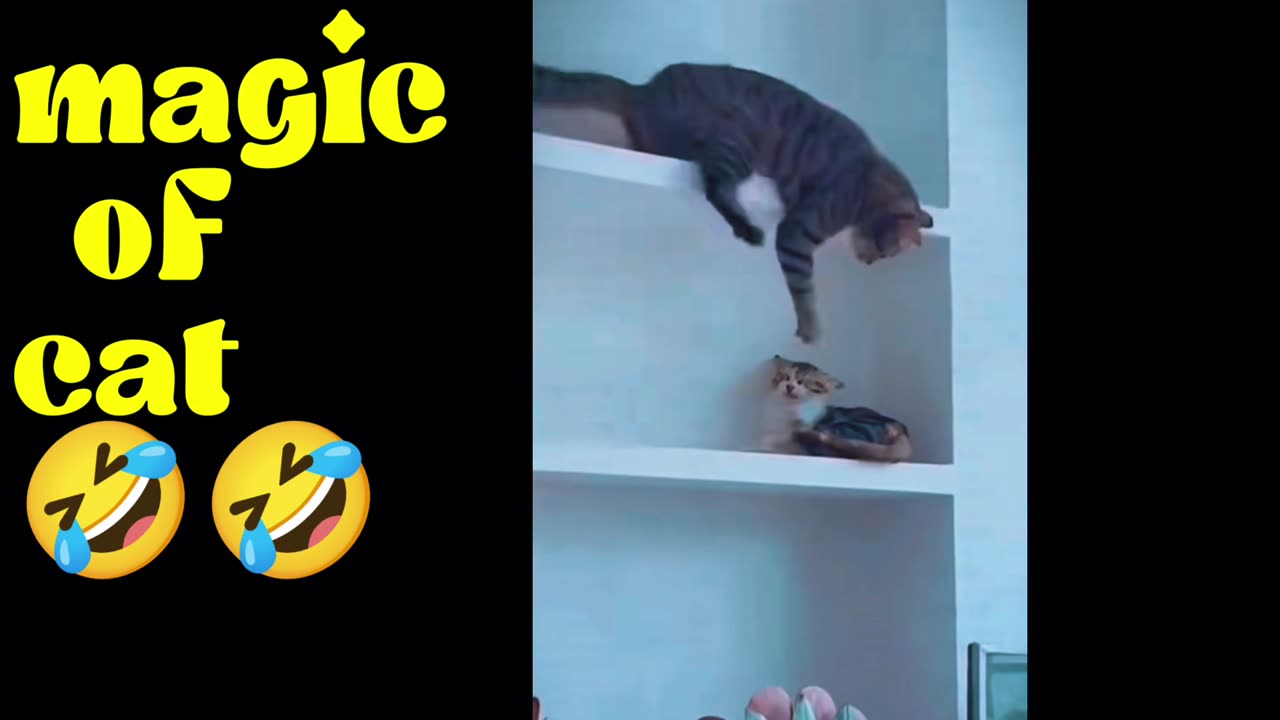 MAGIC OF CATS 😱😱😂😂😂