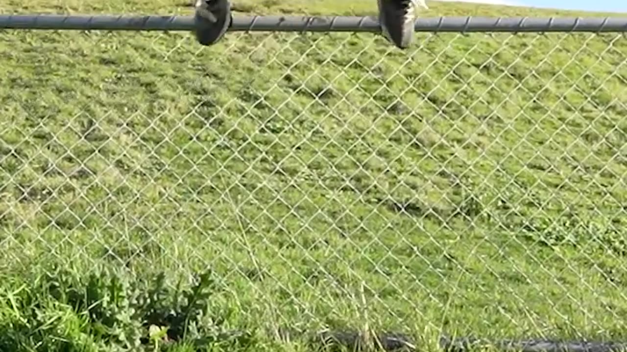 #funny videos