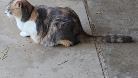 Miss Kitty.