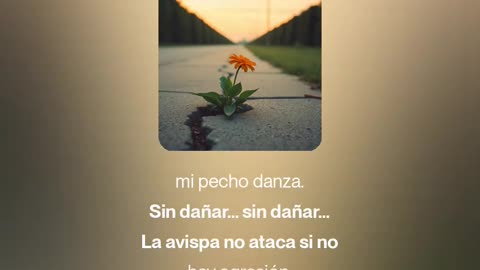 Sin Dañar-Sunydowey