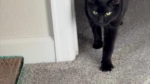 Cute Precious Piper Does a Good Stretch - Adopting a Cat from a Shelter Vlog #shorts
