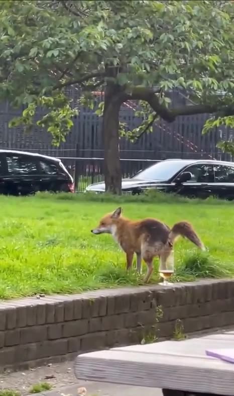 See India, it isn't that hard! Fox uses wine glass as potty