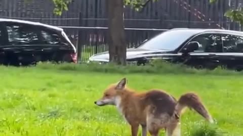 See India, it isn't that hard! Fox uses wine glass as potty