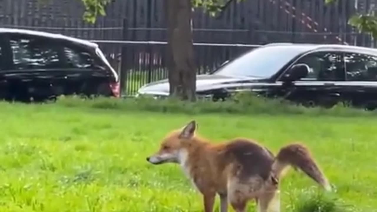 See India, it isn't that hard! Fox uses wine glass as potty