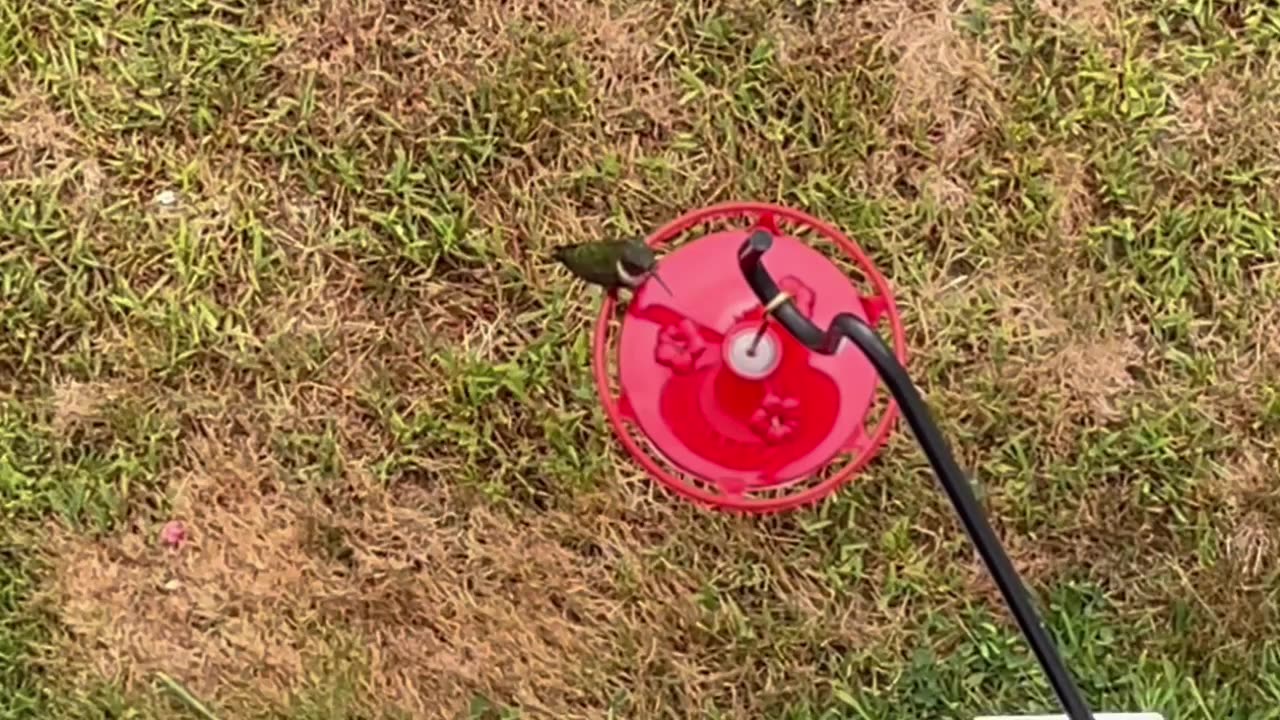 Humming birds view from top