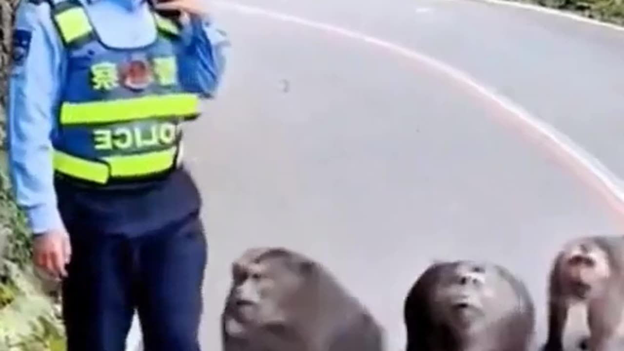 Wild monkeys are angry with the police! 🐒👮 Could it be about bananas or jungle law enforcement? 😂
