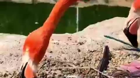 Top 5 astonishing moments that humans didn't knew