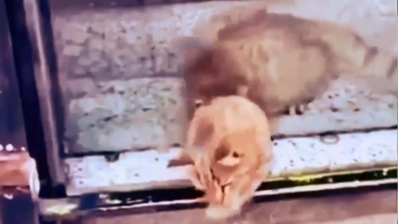Pawfect LOLs | Best of the Week #2