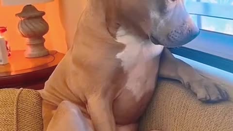 How dogs react when your neighbor start to fight and scream at each other lol