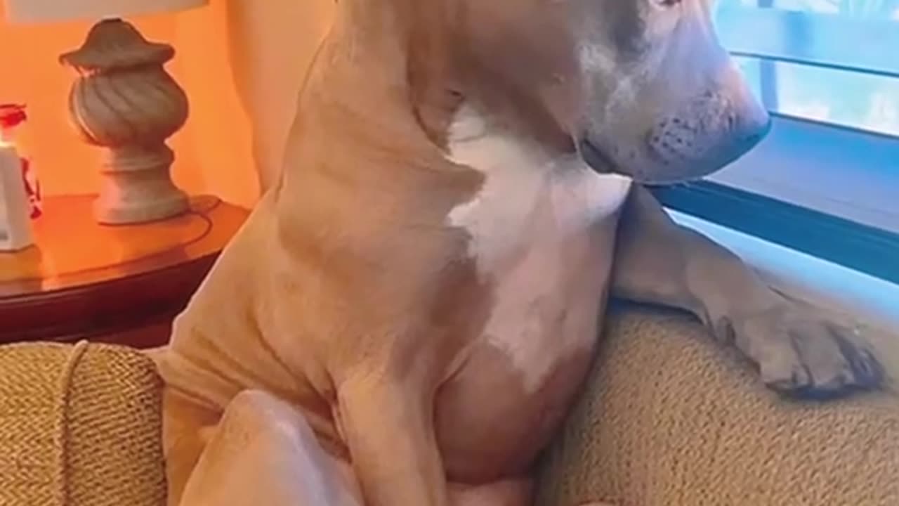 How dogs react when your neighbor start to fight and scream at each other lol