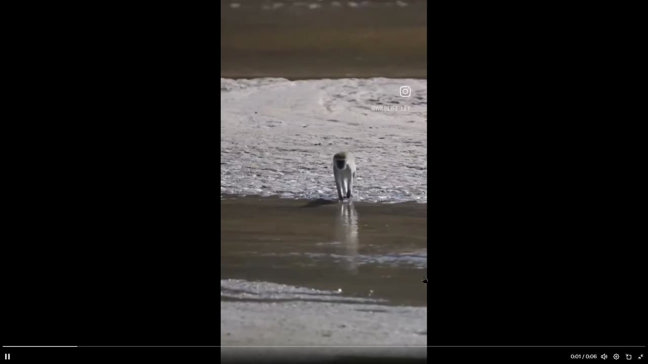 Watch this monkey try to not get wet... ever see one do this? only 6 secs