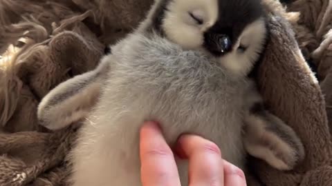 Sleepy Penguin