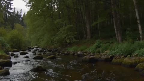 RELAXING NATURE SOUNDS | FOREST RIVER & GENTLE BIRD SONGS for SLEEP, MEDITATION, STUDY