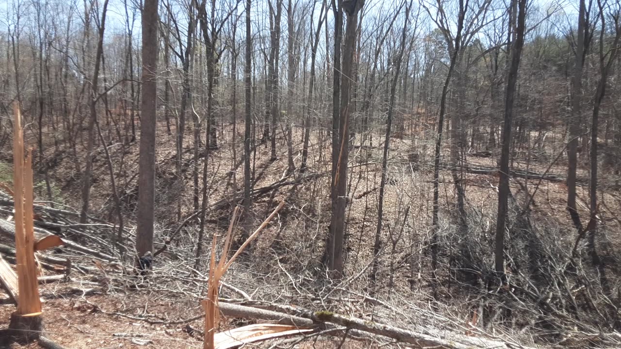 One More Monster Tree Gone – Thanks Chris!