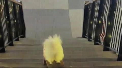 The dog plays skateboard down the stairs