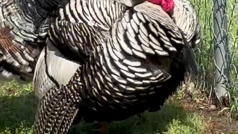 Turkey Season 🦃