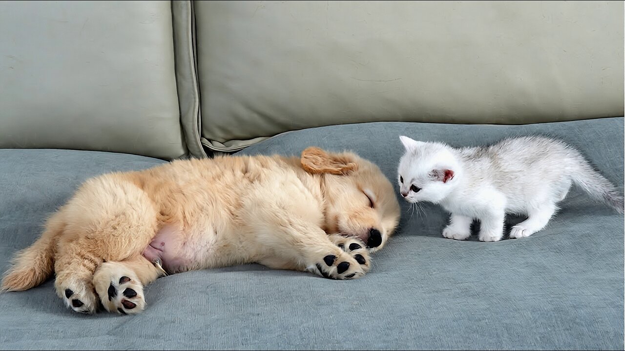 What Does A Tiny Kitten Do When He Finds A Sleeping Golden Retriever Puppy