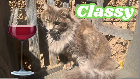 Meet MEOWbec The Winery Cat Star