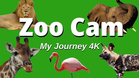 Zoo Cams Live Stream Rumble Exclusive 🦒 🦩 🐻 🦁 🐒 🐯 🦓 🦧 🐻‍❄️ 🦍 🐼 🐘 🦥