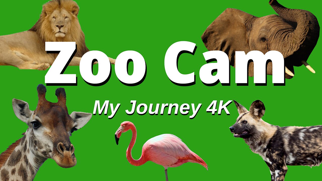 Zoo Cams Live Stream Rumble Exclusive 🦒 🦩 🐻 🦁 🐒 🐯 🦓 🦧 🐻❄️ 🦍 🐼 🐘 🦥