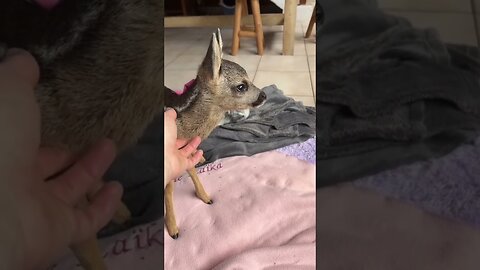 The man caught the deer from the pool and took shelter