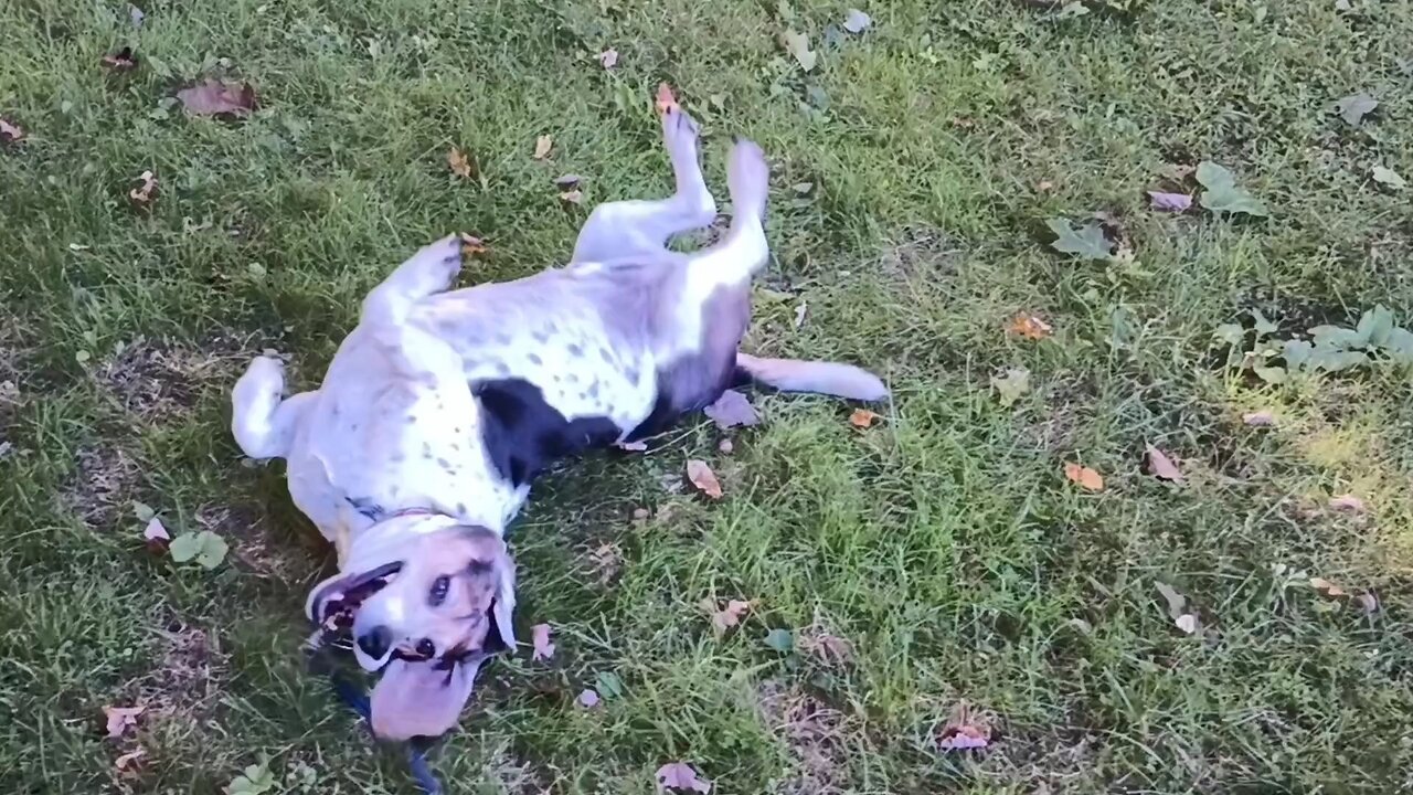 Bandit