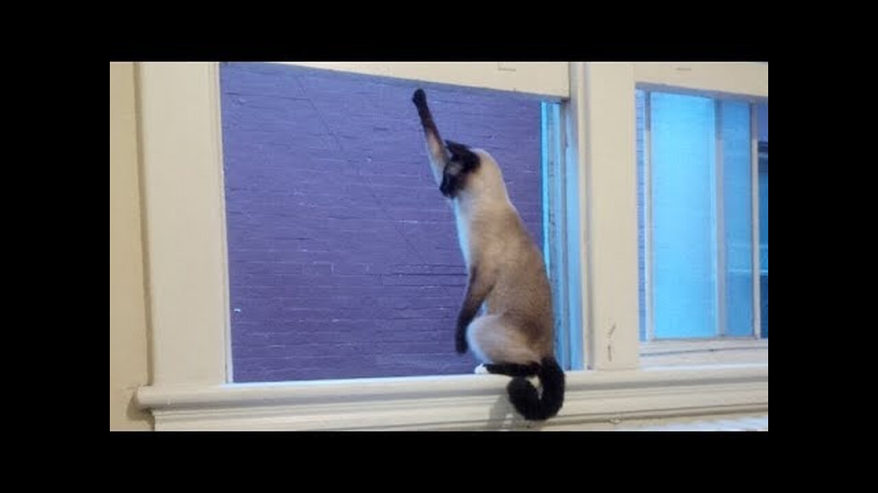 The ULTIMATE TRY NOT TO LAUGH at FUNNY ANIMALS challenge - Funny ANIMAL compilation