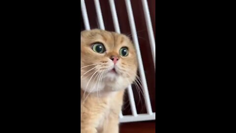 funny cat