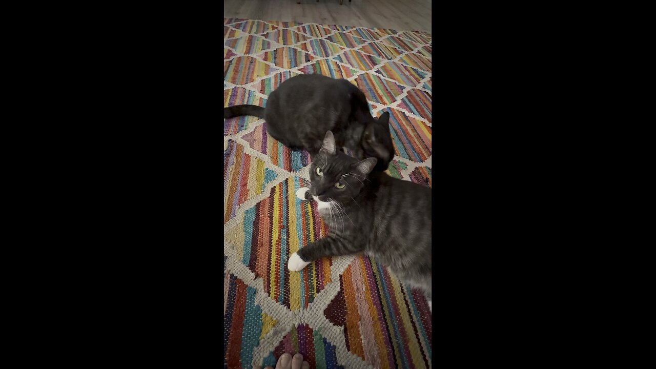 One cat is licking…the other is annoyed.