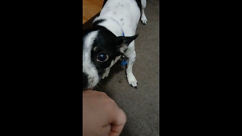 Video 16