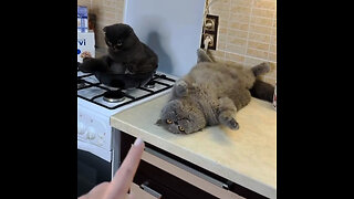 Cuando los amos son los gatos