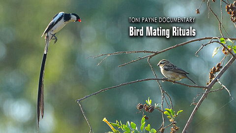 Bird Mating Rituals - The Pin-Tailed Whydah Dances his Way to Her Heart