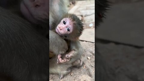 ❤️ monkey