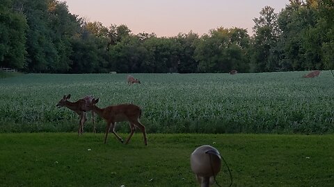Fawns after the acorns