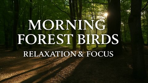 Morning Forest Birdsong for Relaxation & Focus | Peaceful Nature Ambience Sounds