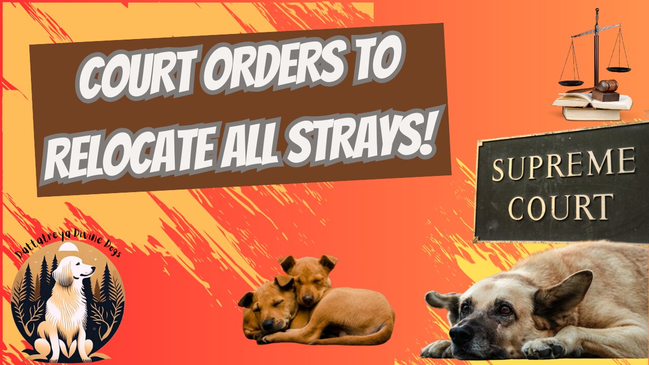 Divine Dogs Interactive Ep1