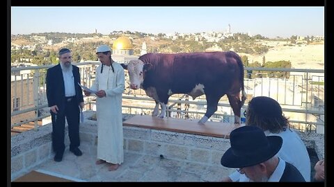 Ashes of the red Heifer 'practice' sacrifice was THE REAL ritual to rebuild 3rd Temple under Trump!