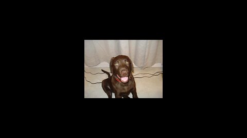 Puppy Photos Of My Chocolate Lab