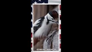 Matt Taibbi w/ Walter Kirn ~ Animal Instincts